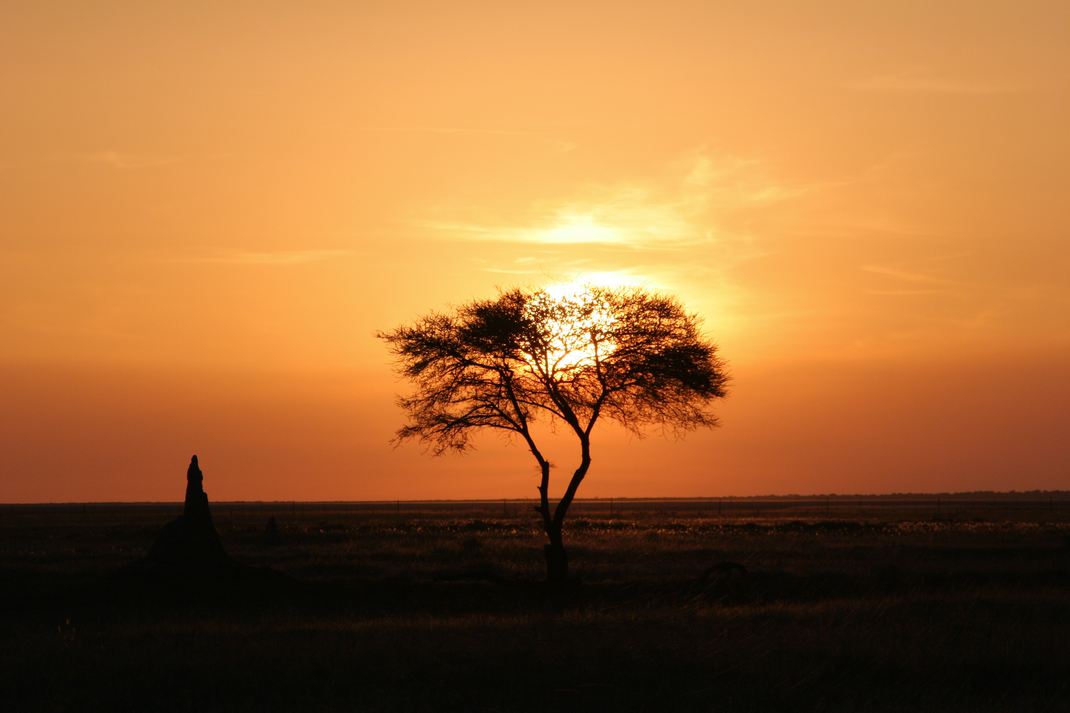 Lone Tree at Sunset - Namibia